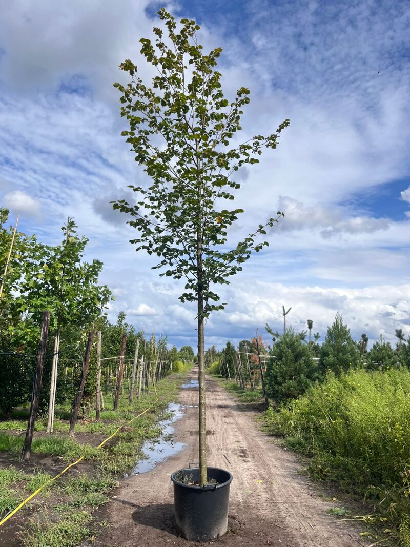 Ca. 10x Koningslinde, Tilia 'Pallida', laanboom, ca. 5 m hoog – foto 5 – kavel bij Onlineveilingmeester, Ederveen