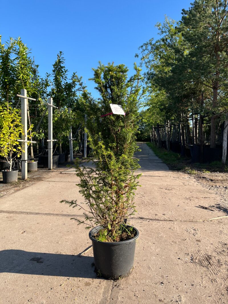 3x Venijnboom, Taxus Baccata, haagplant, wintergroen, ca. 75-100 cm hoog – foto 2 – kavel bij Onlineveilingmeester, Ederveen