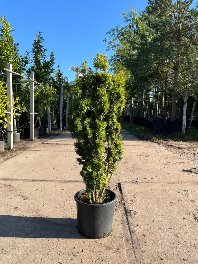 Venijnboom, Taxus Baccata, haagplant, wintergroen, ca. 75-100 cm hoog – kavel bij Onlineveilingmeester, Ederveen