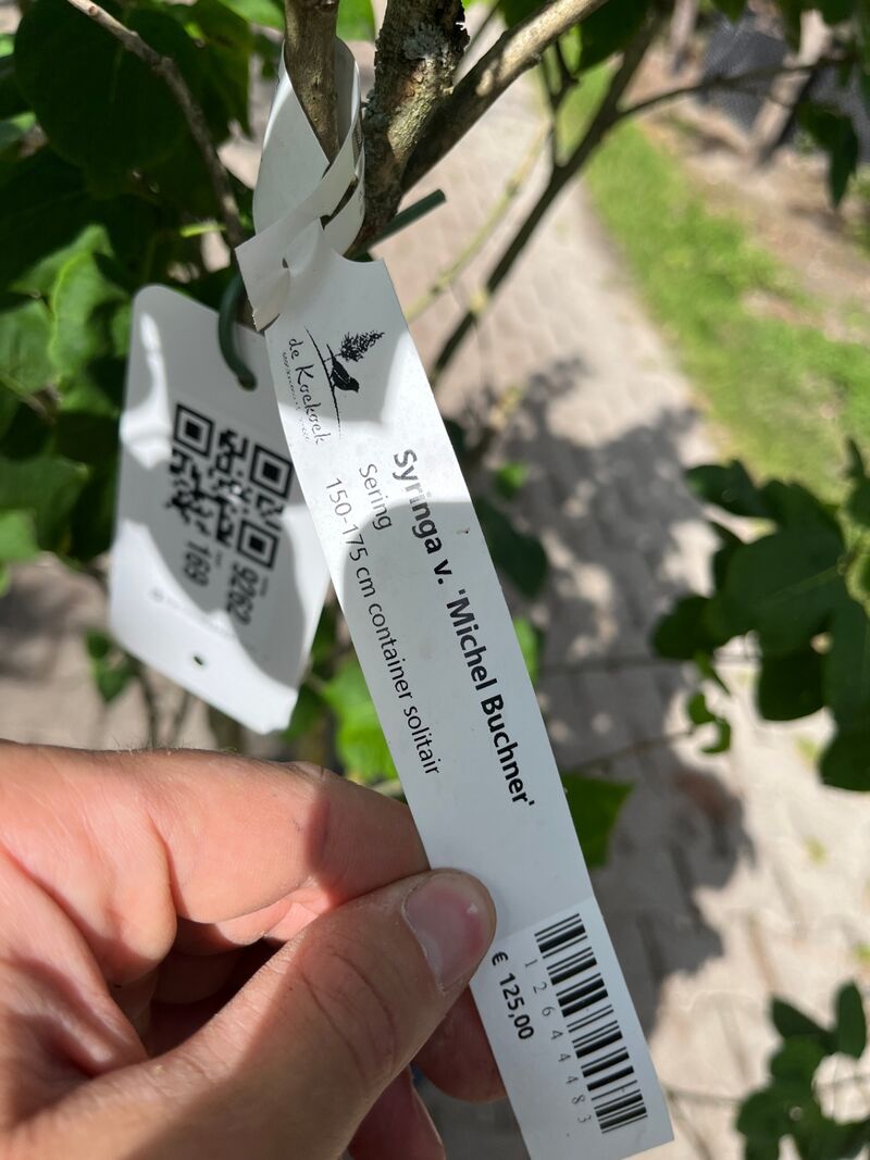 Sering, Syringa 'Michel Buchner', sierheester, paarse bloei, ca. 150-175 cm hoog – foto 2 – kavel bij Onlineveilingmeester, Ederveen