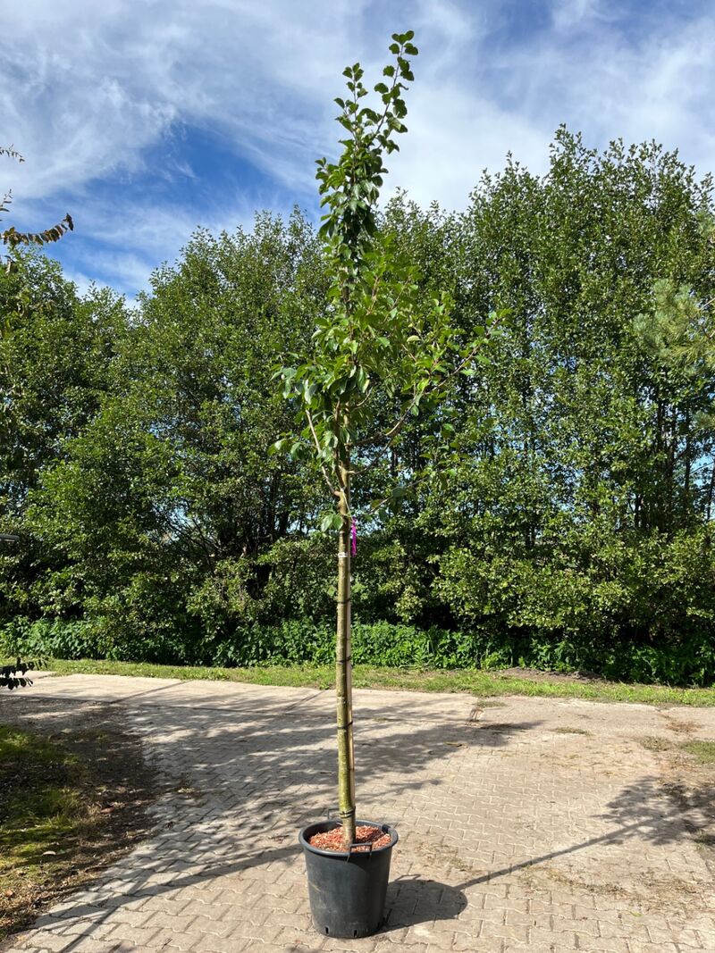3x Pruimenboom, Prunus 'Reine Claude D'Oullins', hoogstam, gele pruimen, ca. 3 m hoog – foto 3 – kavel bij Onlineveilingmeester, Ederveen
