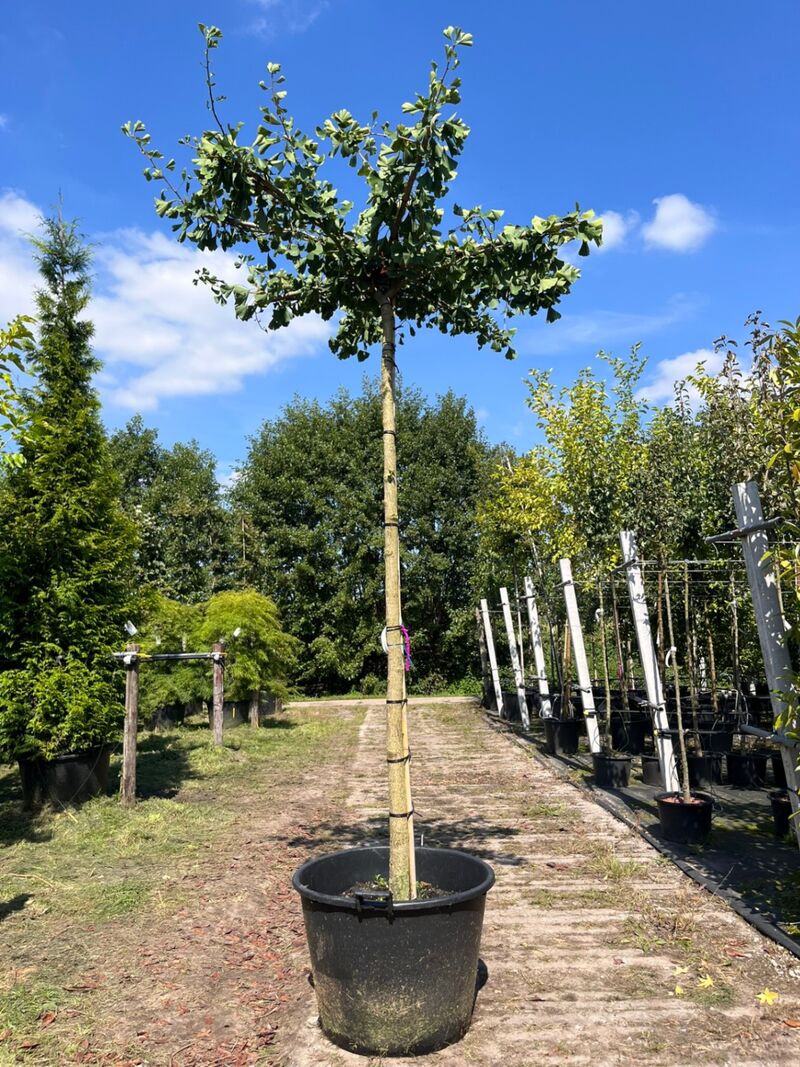 5x Japanse notenboom, Ginkgo Biloba, dakboom, gele herfstkleur, ca. 220 cm stamhoogte – foto 2 – kavel bij Onlineveilingmeester, Ederveen