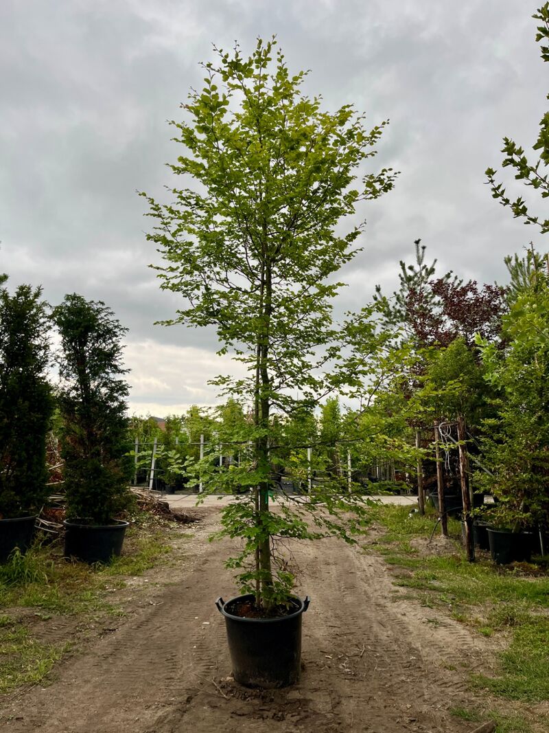 Ca. 10x Beuk, Fagus Sylvatica, geveerd, groenbladig/roodbladig, ca. 4-5 m hoog – foto 5 – kavel bij Onlineveilingmeester, Ederveen