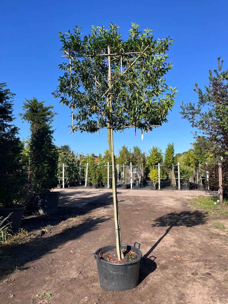 Portugese laurier, Prunus 'Angustifolia', leiboom, wintergroen, ca. 160cm stamhoogte – kavel bij Onlineveilingmeester, Ederveen