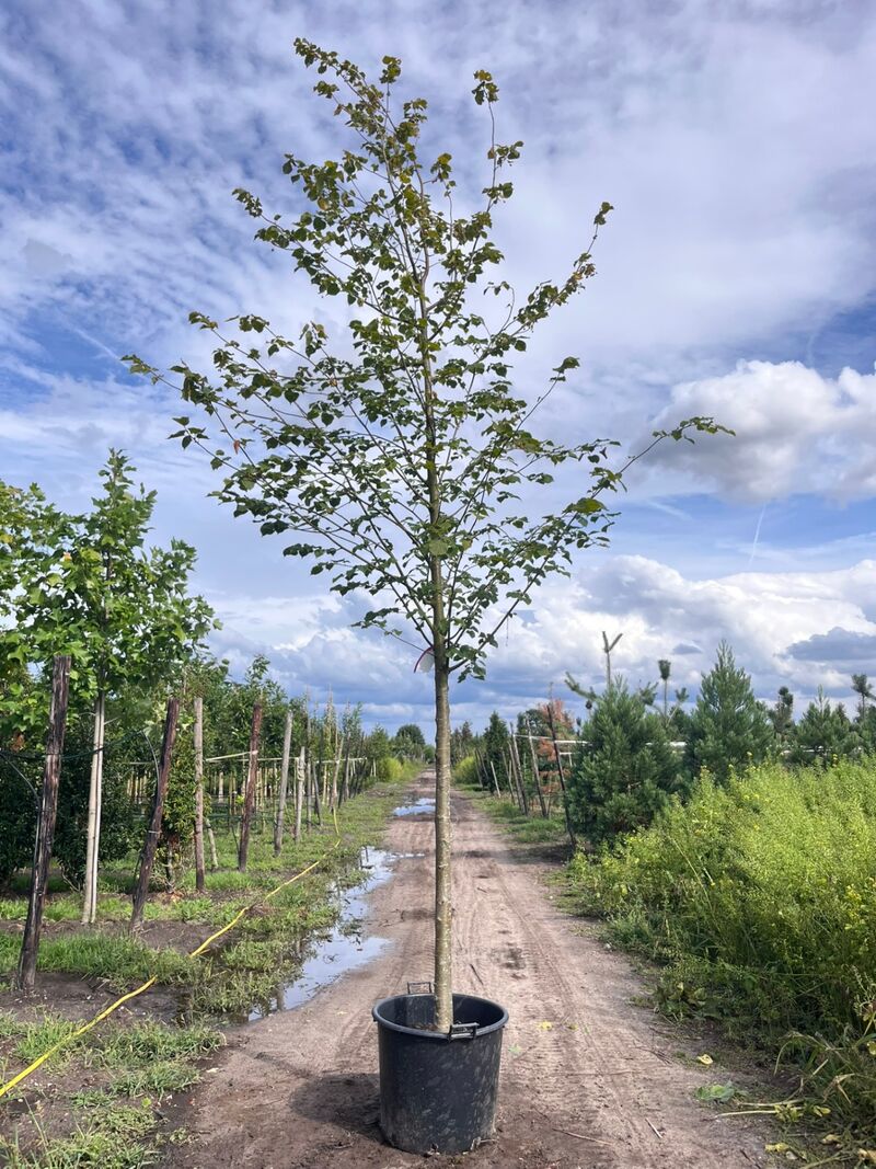 Ca. 10x Koningslinde, Tilia 'Pallida', laanboom, ca. 5 m hoog – foto 3 – kavel bij Onlineveilingmeester, Ederveen