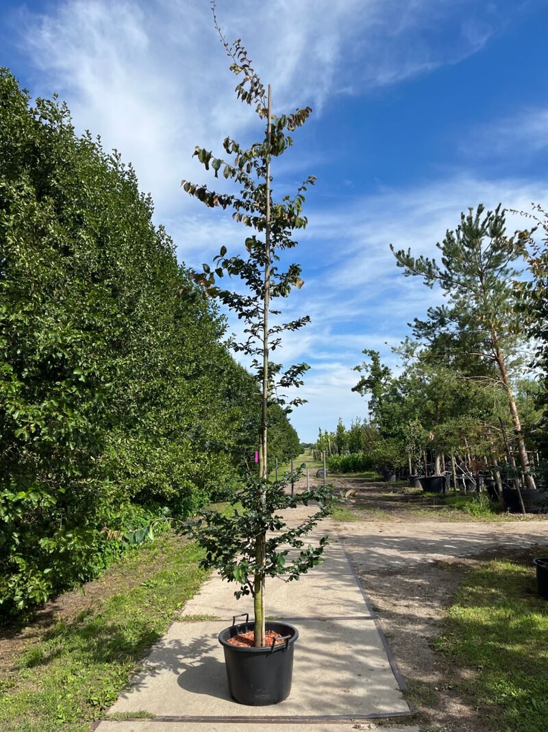 3x Perzisch ijzerhout, Parrotia Persica, zuilvorm, rode herfstkleur, ca. 3.5-4 m hoog – foto 3 – kavel bij Onlineveilingmeester, Ederveen
