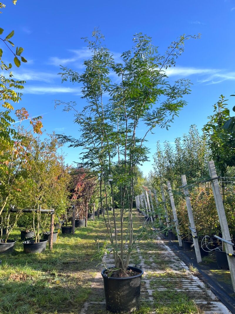 2x Valse Christusdoorn, Gleditsia 'Skyline', meerstammig, ca. 250-300 cm hoog – foto 2 – kavel bij Onlineveilingmeester, Ederveen