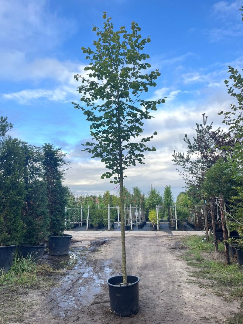 Ca. 10x Koningslinde, Tilia 'Pallida', laanboom, ca. 5 m hoog – foto 9 – kavel bij Onlineveilingmeester, Ederveen