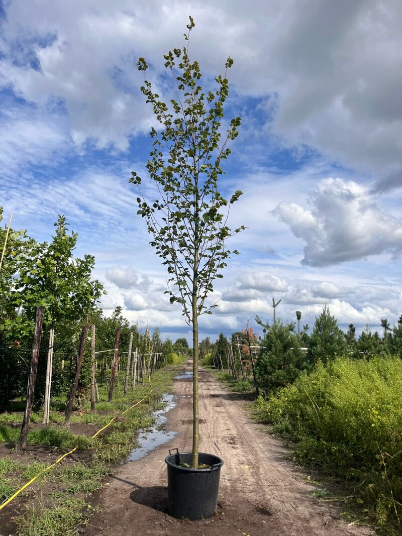 Ca. 10x Koningslinde, Tilia 'Pallida', laanboom, ca. 5 m hoog – foto 7 – kavel bij Onlineveilingmeester, Ederveen