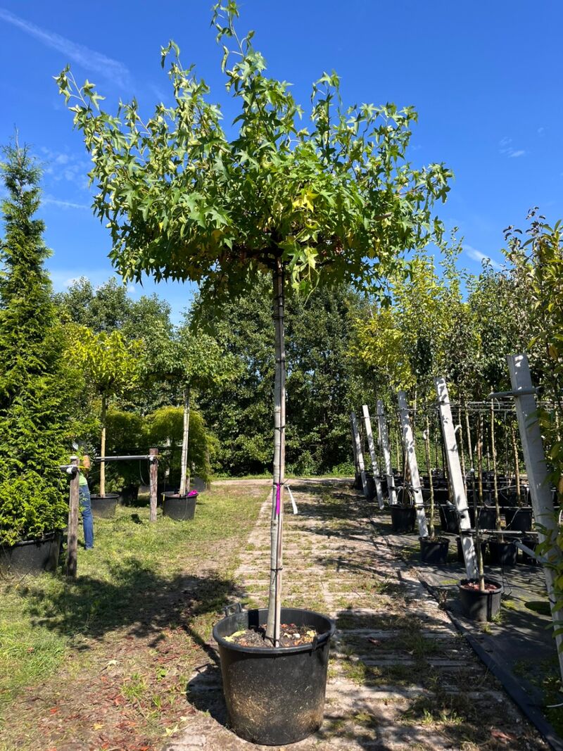 2x Amberboom, Liquidambar 'Worplesdon', dakboom, herfstverkleuring, ca. 220 cm stamhoogte – foto 2 – kavel bij Onlineveilingmeester, Ederveen