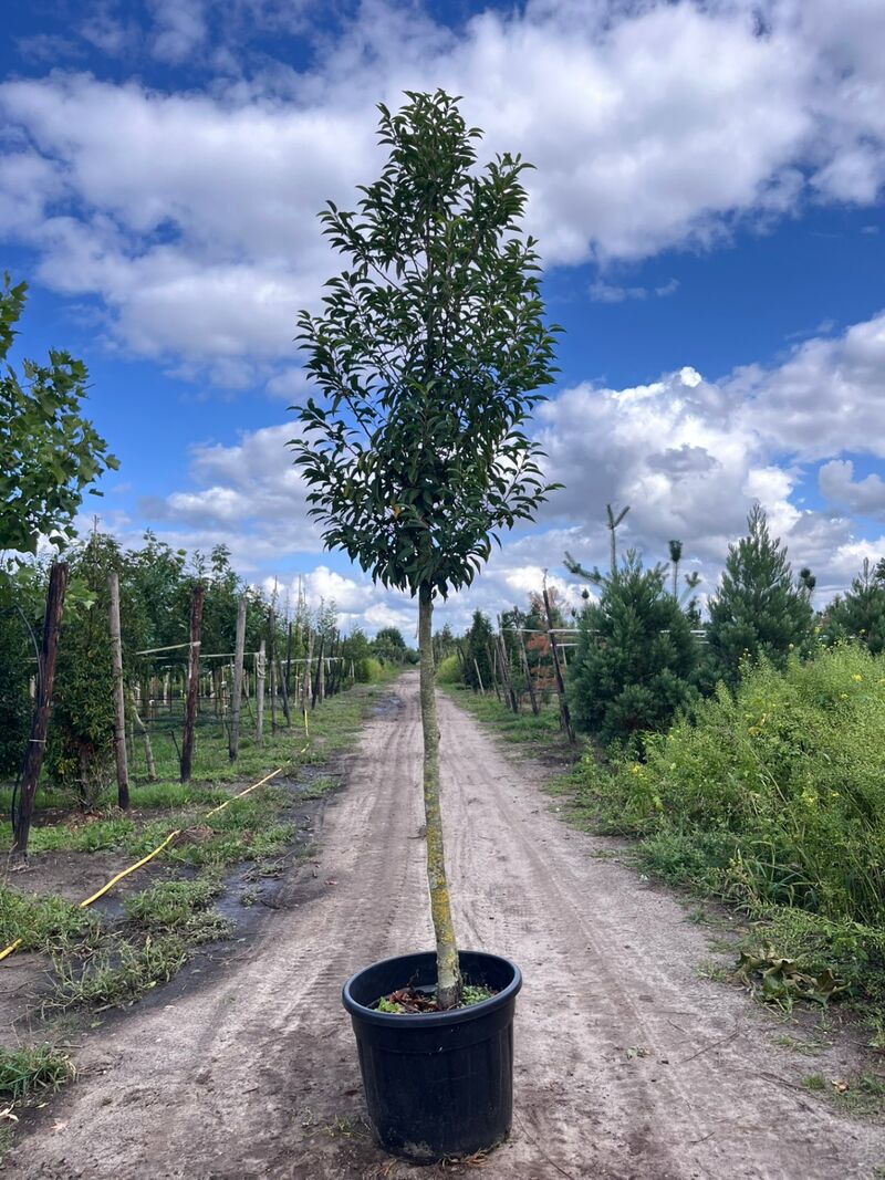 5x Portugese laurier, Prunus 'Angustifolia', leigeschikt, wintergroen, ca. 3-4 m hoog – foto 2 – kavel bij Onlineveilingmeester, Ederveen