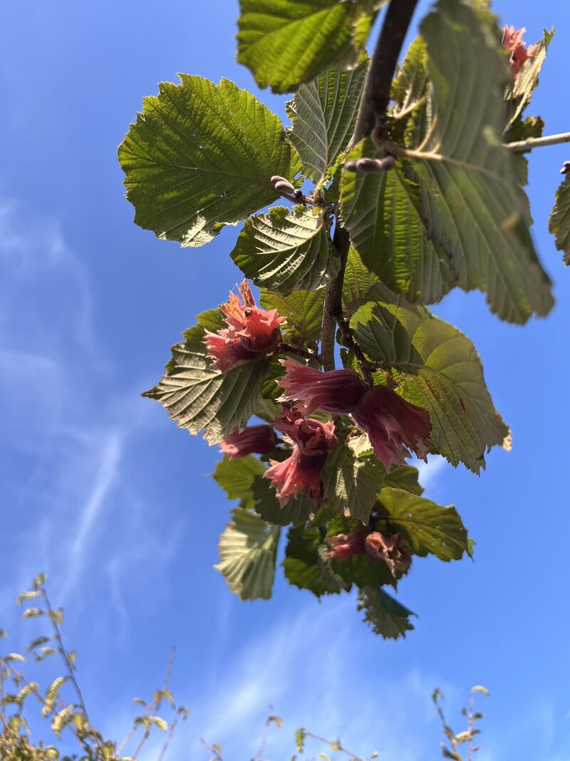 Rode hazelaar, Corylus 'Purpurea', sierheester, roodbladig, ca. 350-400 cm hoog – foto 2 – kavel bij Onlineveilingmeester, Ederveen