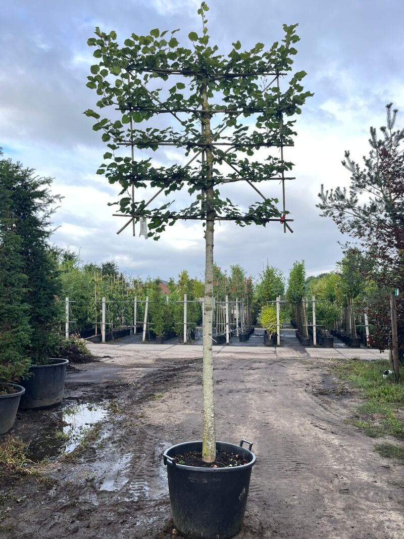 3x Koningslinde, Tilia 'Pallida', leiboom, ca. 200 cm stamhoogte – foto 2 – kavel bij Onlineveilingmeester, Ederveen