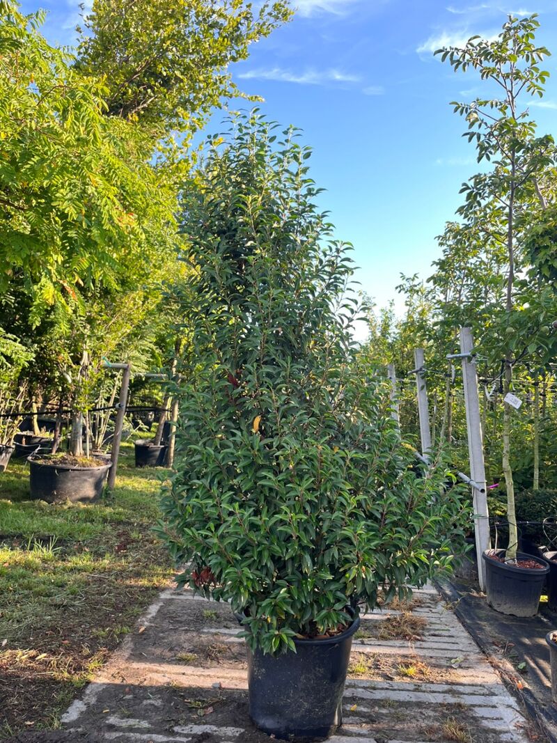 4x Portugese laurier, Prunus 'Angustifolia', haagplant, wintergroen, ca. 200-250 cm hoog – foto 4 – kavel bij Onlineveilingmeester, Ederveen