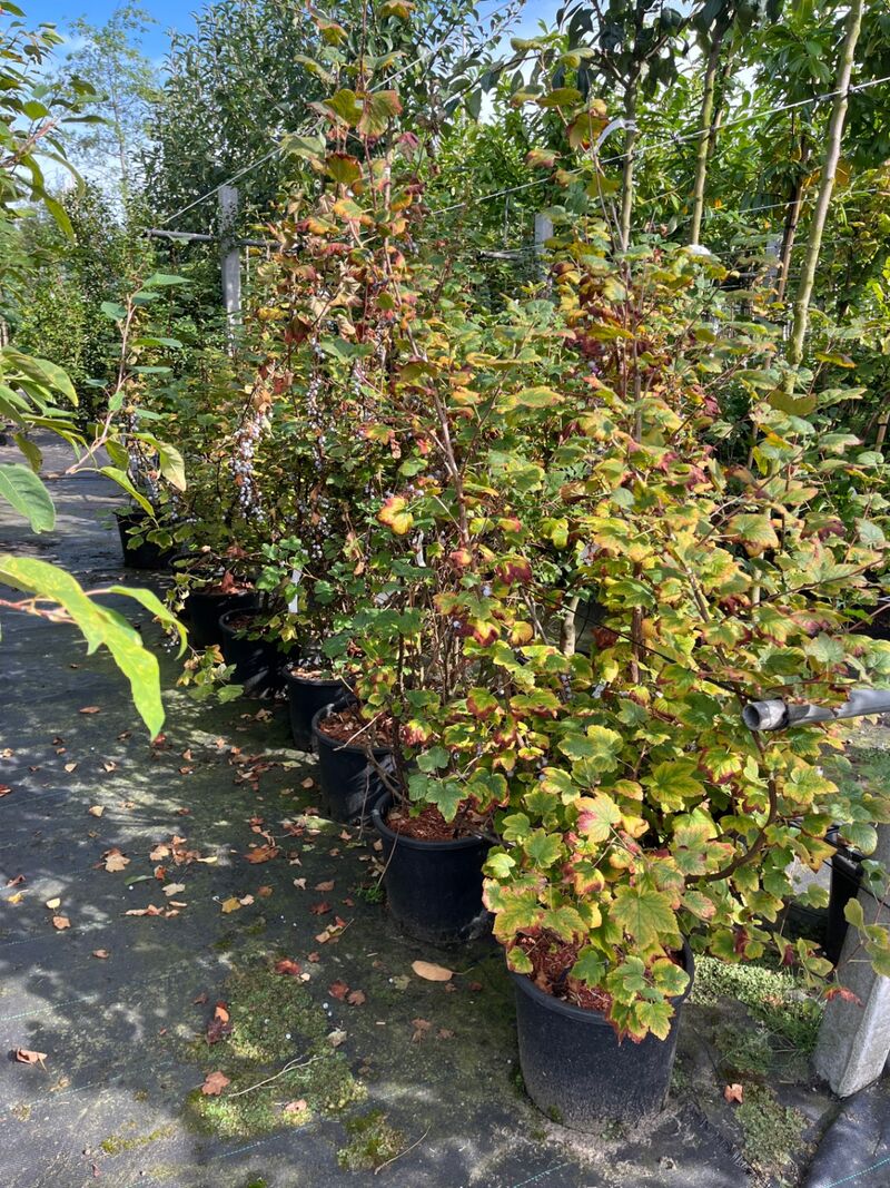 Ca. 25x Gemengde landschapshaag, Cornus Mas E.a., sierplantsoen, bloei/herfstverkleuring, ca. 75-200 cm hoog – foto 7 – kavel bij Onlineveilingmeester, Ederveen