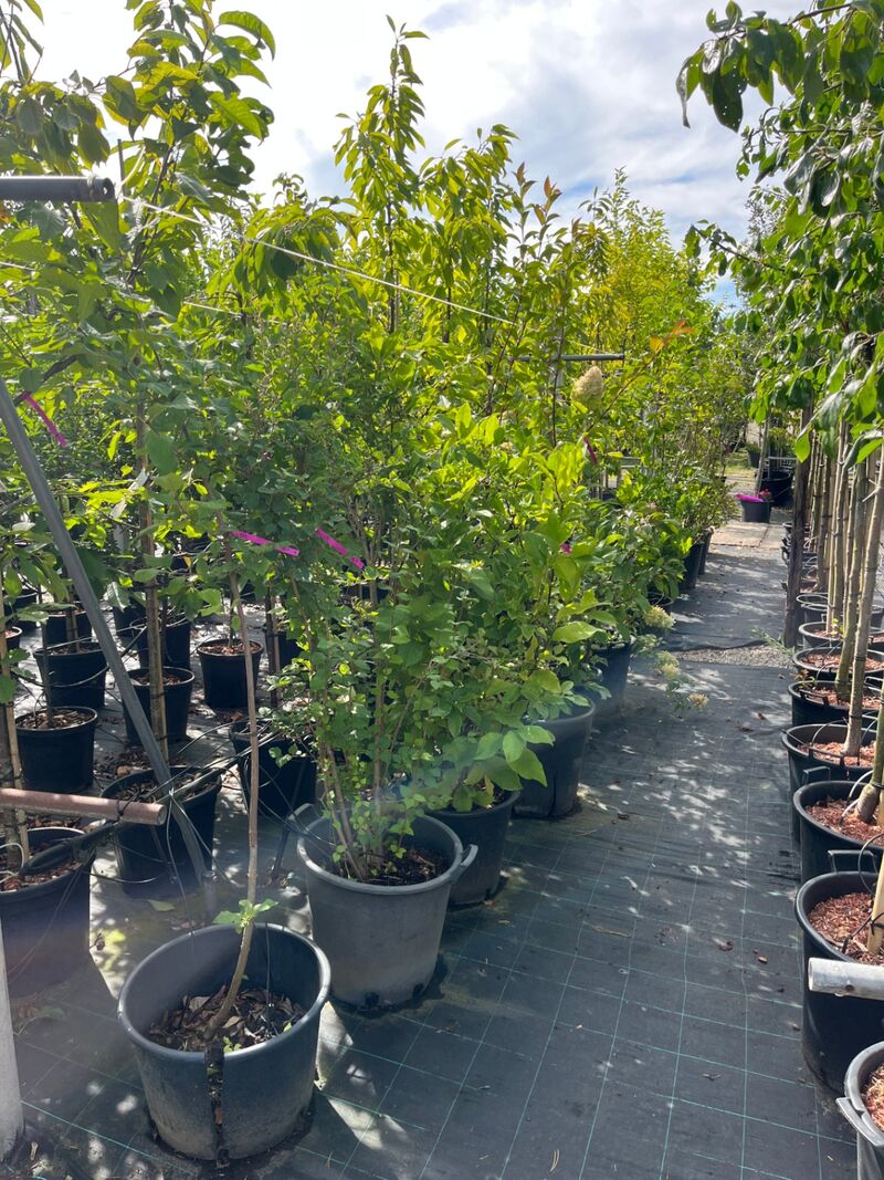 Ca. 12x Sierstruik, Syringa, Magnolia E.a., sierheester, bloei/herfstverkleuring, ca. 100-200 cm hoog – foto 10 – kavel bij Onlineveilingmeester, Ederveen