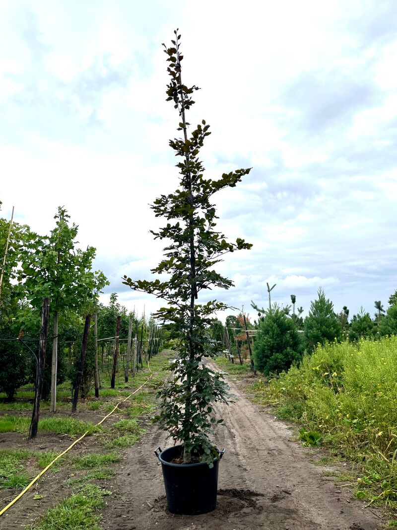 4x Rode beuk, Fagus 'Atropunicea', geveerd, roodbladig, ca. 4-5 m hoog – foto 4 – kavel bij Onlineveilingmeester, Ederveen