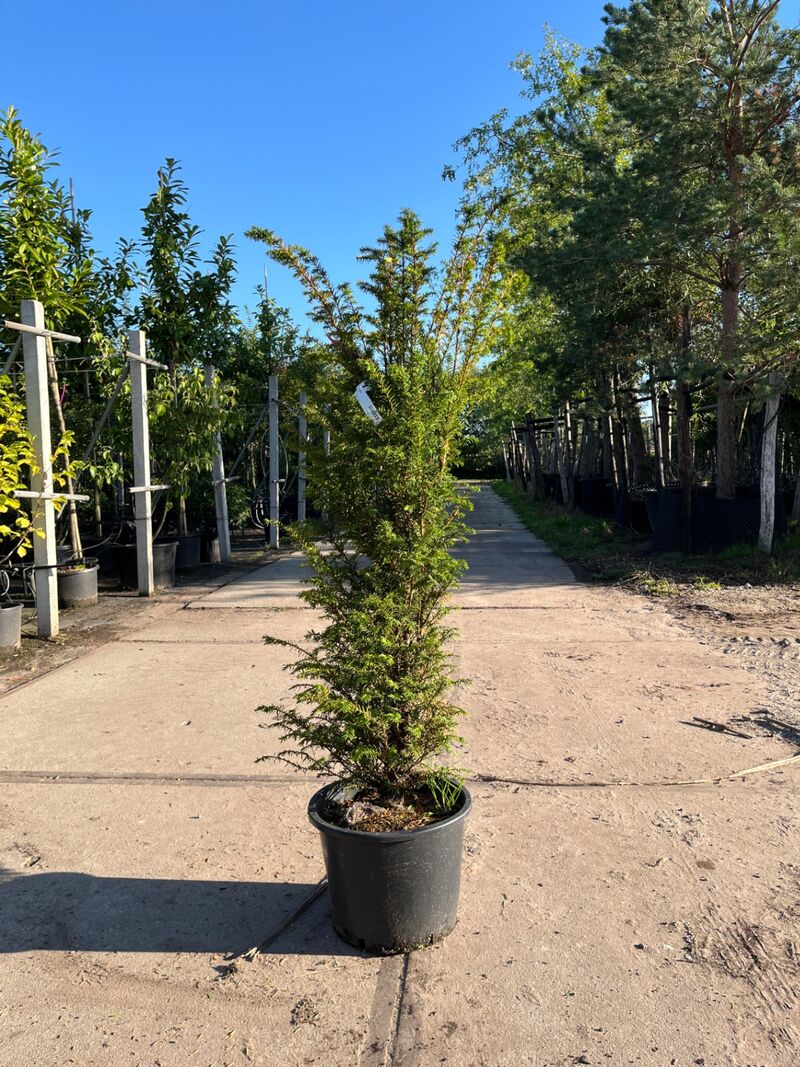 3x Venijnboom, Taxus Baccata, haagplant, wintergroen, ca. 75-100 cm hoog – kavel bij Onlineveilingmeester, Ederveen
