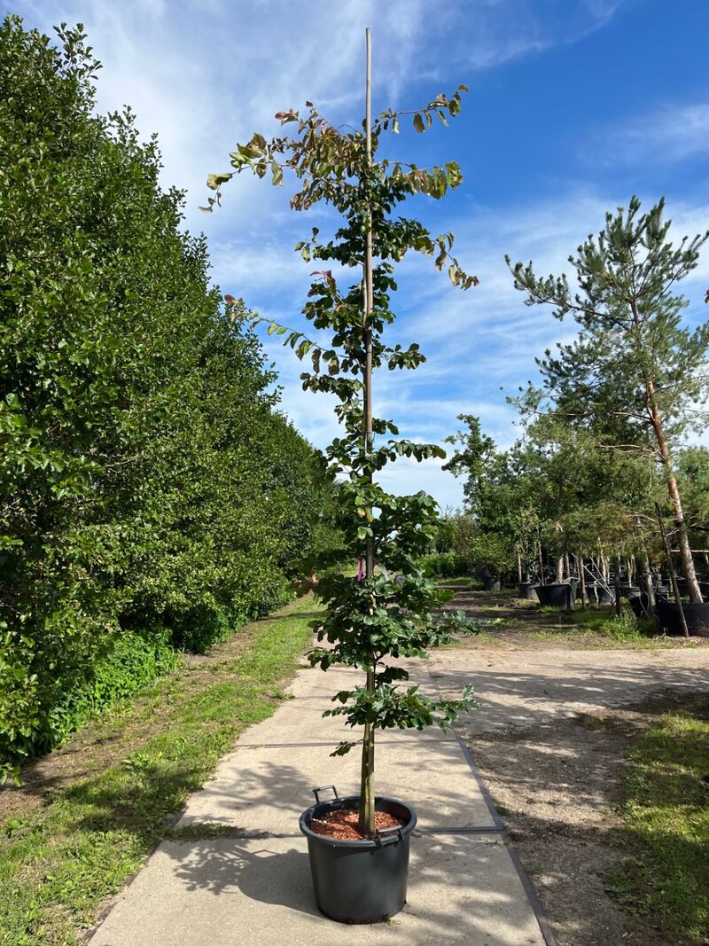 3x Perzisch ijzerhout, Parrotia Persica, zuilvorm, rode herfstkleur, ca. 3.5-4 m hoog – foto 2 – kavel bij Onlineveilingmeester, Ederveen