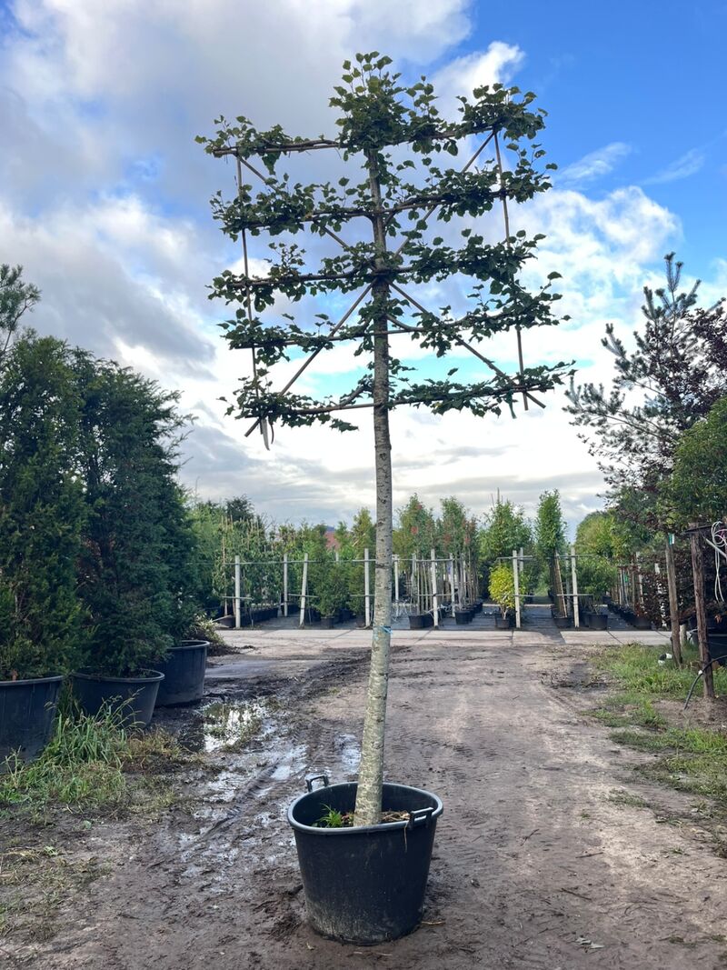 2x Winterlinde, Tilia Cordata, leiboom, ca. 200 cm stamhoogte – foto 2 – kavel bij Onlineveilingmeester, Ederveen