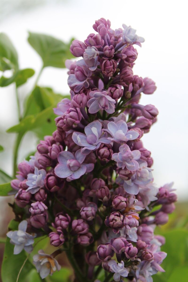5x Sering, Syringa 'Michel Buchner', sierheester, paarse bloei, ca. 125-175 cm hoog – foto 3 – kavel bij Onlineveilingmeester, Ederveen