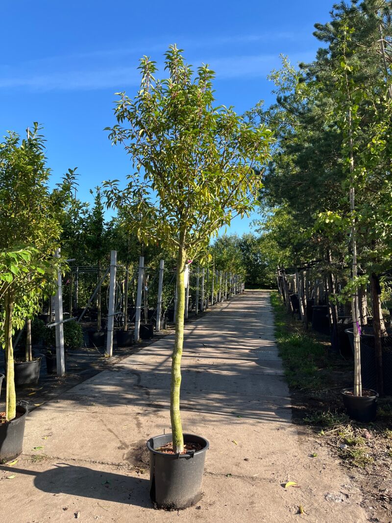 4x Portugese laurier, Prunus Lusitanica, hoogstam, wintergroen, ca. 3-3.5 m hoog – foto 4 – kavel bij Onlineveilingmeester, Ederveen