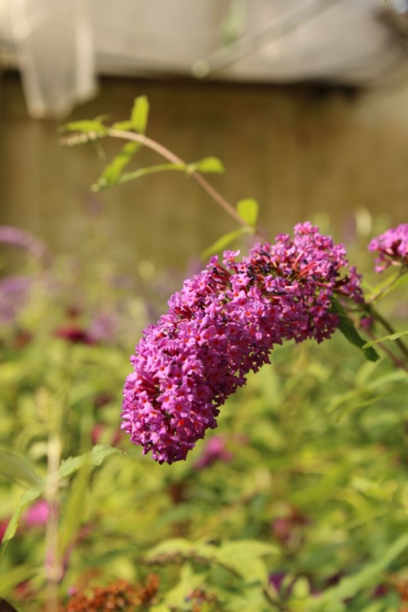 3x Vlinderstruik, Buddleja 'Border Beauty', sierheester, roze/paarse bloei, ca. 175 cm hoog – foto 4 – kavel bij Onlineveilingmeester, Ederveen