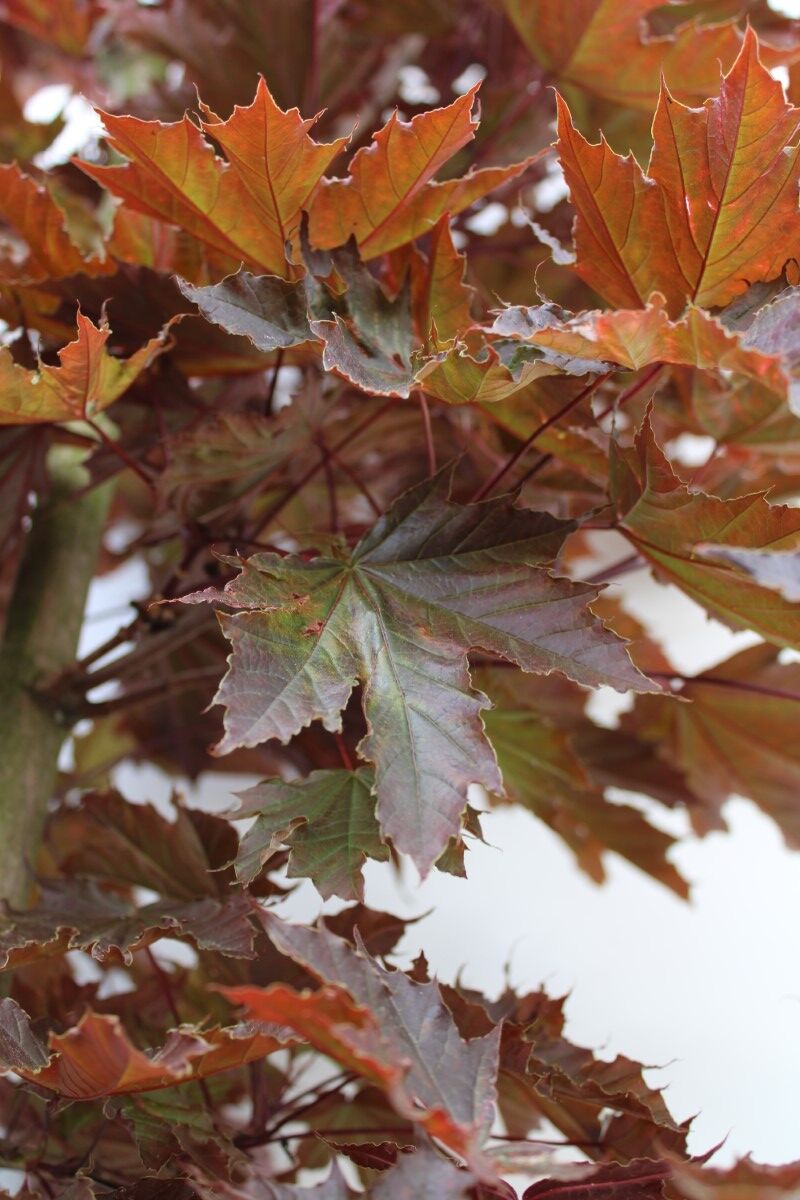 2x Noorse esdoorn, Acer 'Crimson Sentry', zuilvorm, roodbladig, ca. 4-5 m hoog – foto 3 – kavel bij Onlineveilingmeester, Ederveen