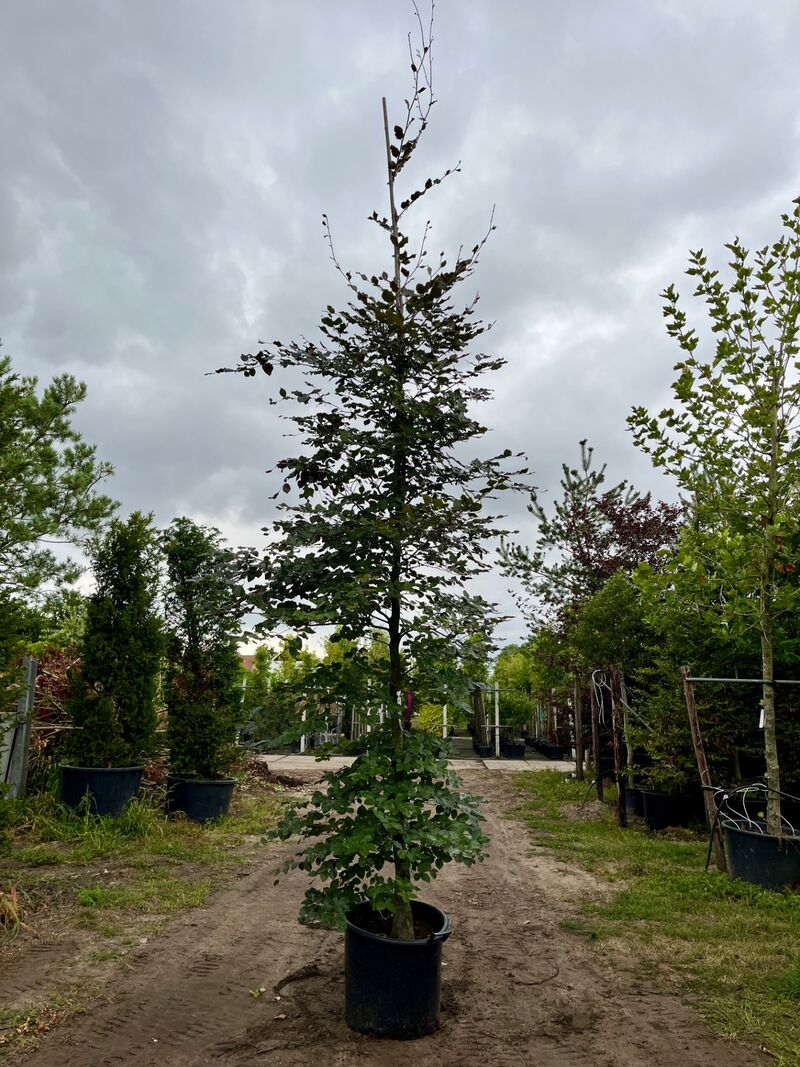 Ca. 10x Beuk, Fagus Sylvatica, geveerd, groenbladig/roodbladig, ca. 4-5 m hoog – foto 9 – kavel bij Onlineveilingmeester, Ederveen
