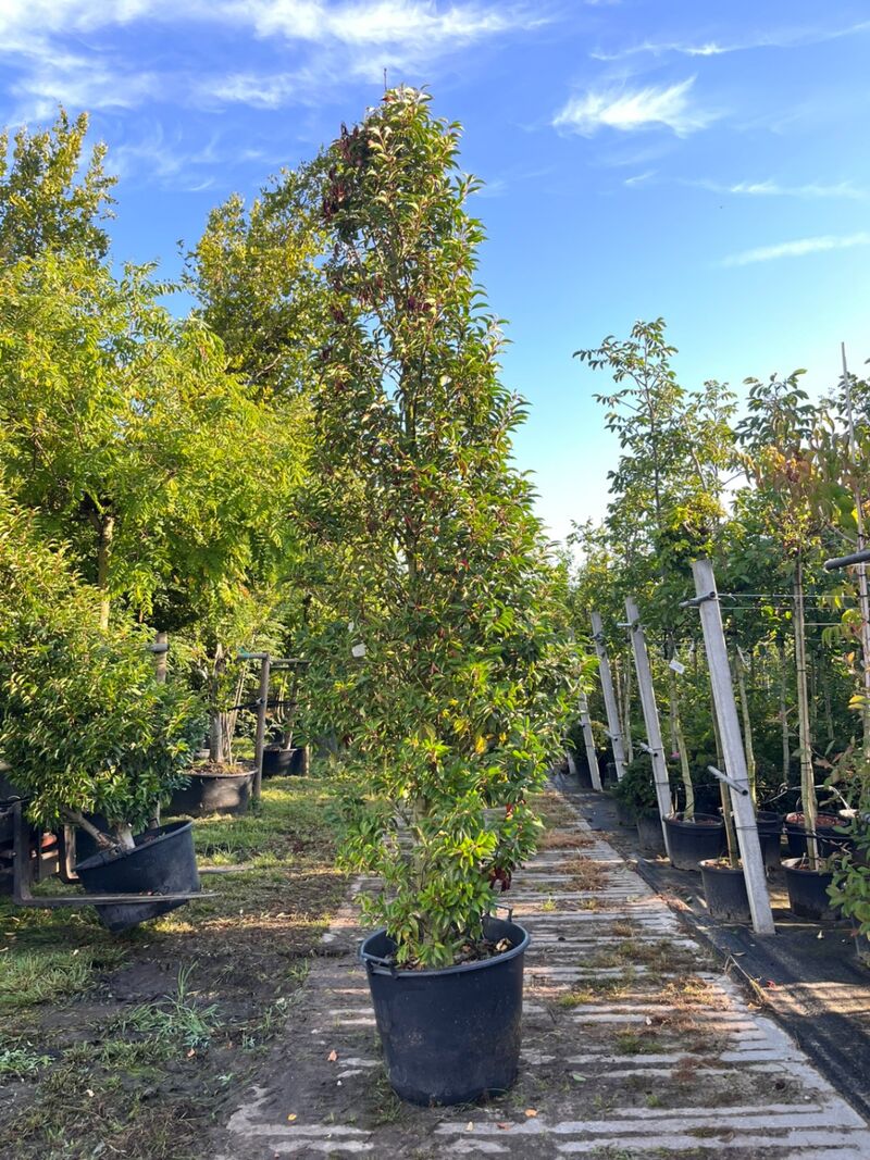 4x Portugese laurier, Prunus 'Angustifolia', haagplant, wintergroen, ca. 200-250 cm hoog – foto 3 – kavel bij Onlineveilingmeester, Ederveen