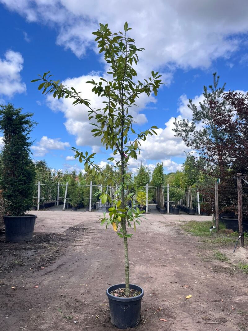 2x Laurierkers, Prunus 'Novita', leigeschikt, wintergroen, ca. 3 m hoog – foto 2 – kavel bij Onlineveilingmeester, Ederveen