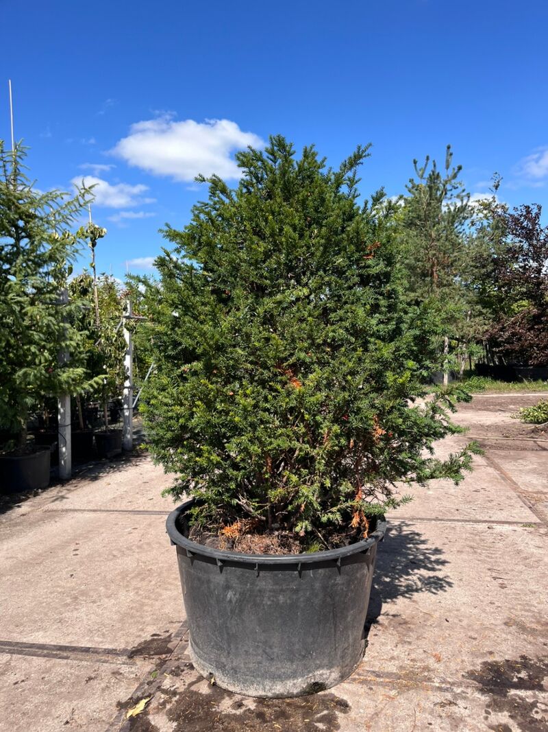 Venijnboom, Taxus Baccata, bolvorm, wintergroen, ca. 125-150 cm hoog – kavel bij Onlineveilingmeester, Ederveen