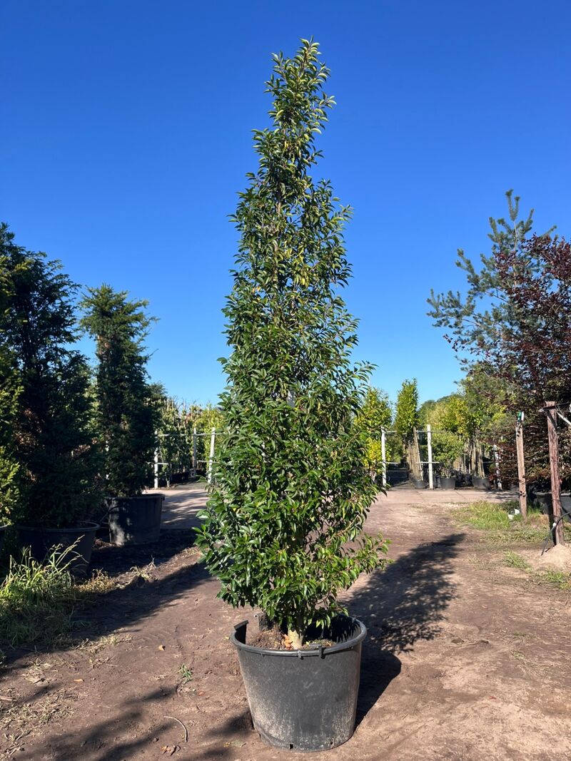 Portugese laurier, Prunus 'Angustifolia', zuilvorm, wintergroen, ca. 3 m hoog – kavel bij Onlineveilingmeester, Ederveen