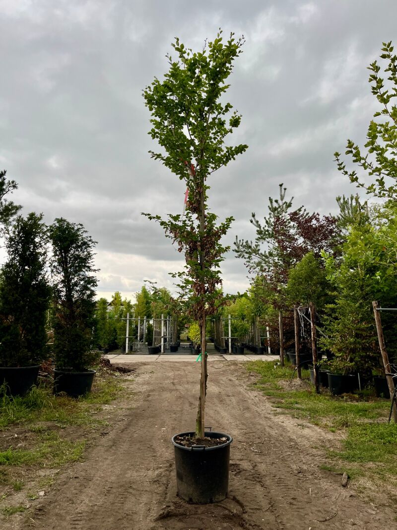 Ca. 10x Beuk, Fagus Sylvatica, geveerd, groenbladig/roodbladig, ca. 4-5 m hoog – foto 7 – kavel bij Onlineveilingmeester, Ederveen