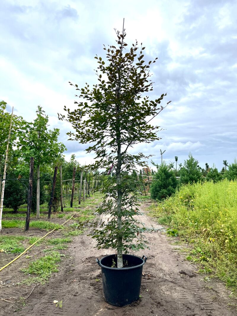 4x Rode beuk, Fagus 'Atropunicea', geveerd, roodbladig, ca. 4-5 m hoog – foto 3 – kavel bij Onlineveilingmeester, Ederveen