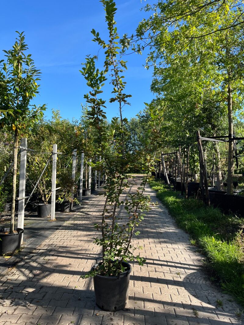 3x Japanse haagbeuk, Carpinus Japonica, sierheester, ca 200 cm hoog – foto 3 – kavel bij Onlineveilingmeester, Ederveen