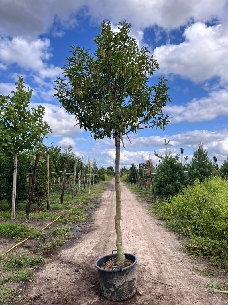 4x Portugese laurier, Prunus 'Angustifolia', leigeschikt, wintergroen, ca. 3-4 m hoog – foto 3 – kavel bij Onlineveilingmeester, Ederveen