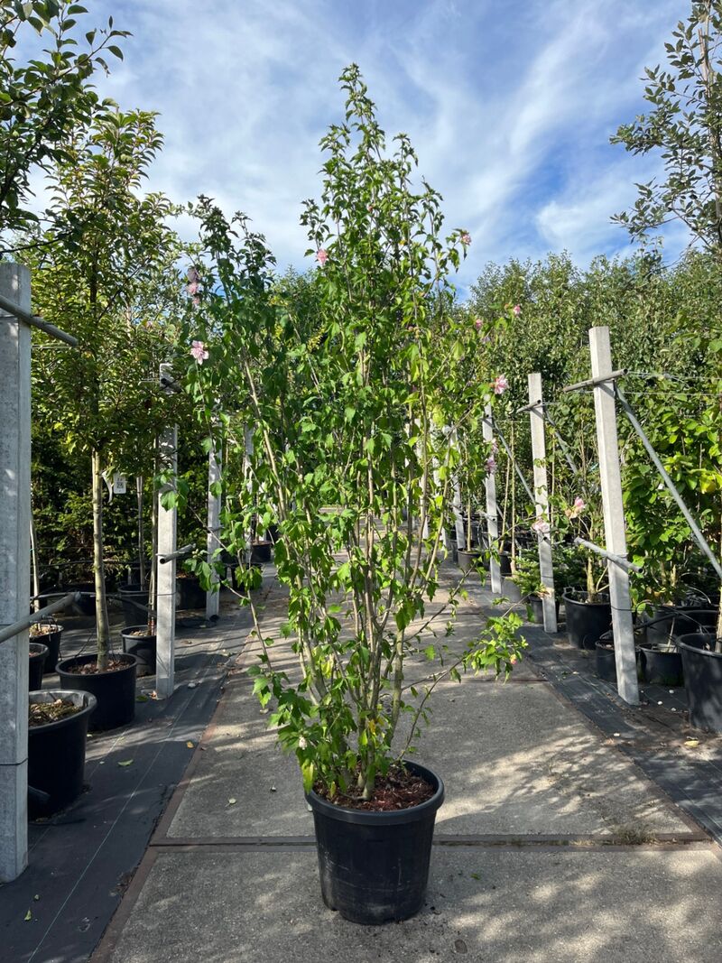 3x Altheastruik, Hibiscus 'Lady Stanley', sierheester, roze bloei, ca. 175-200 cm hoog – foto 3 – kavel bij Onlineveilingmeester, Ederveen