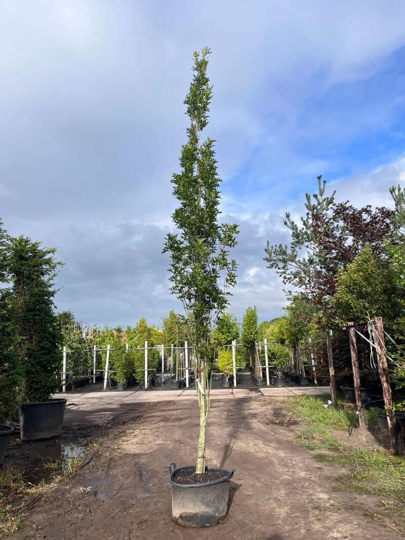 3x Moeraseik, Quercus Green Pillar, zuilboom, ca. 5 m hoog – foto 2 – kavel bij Onlineveilingmeester, Ederveen