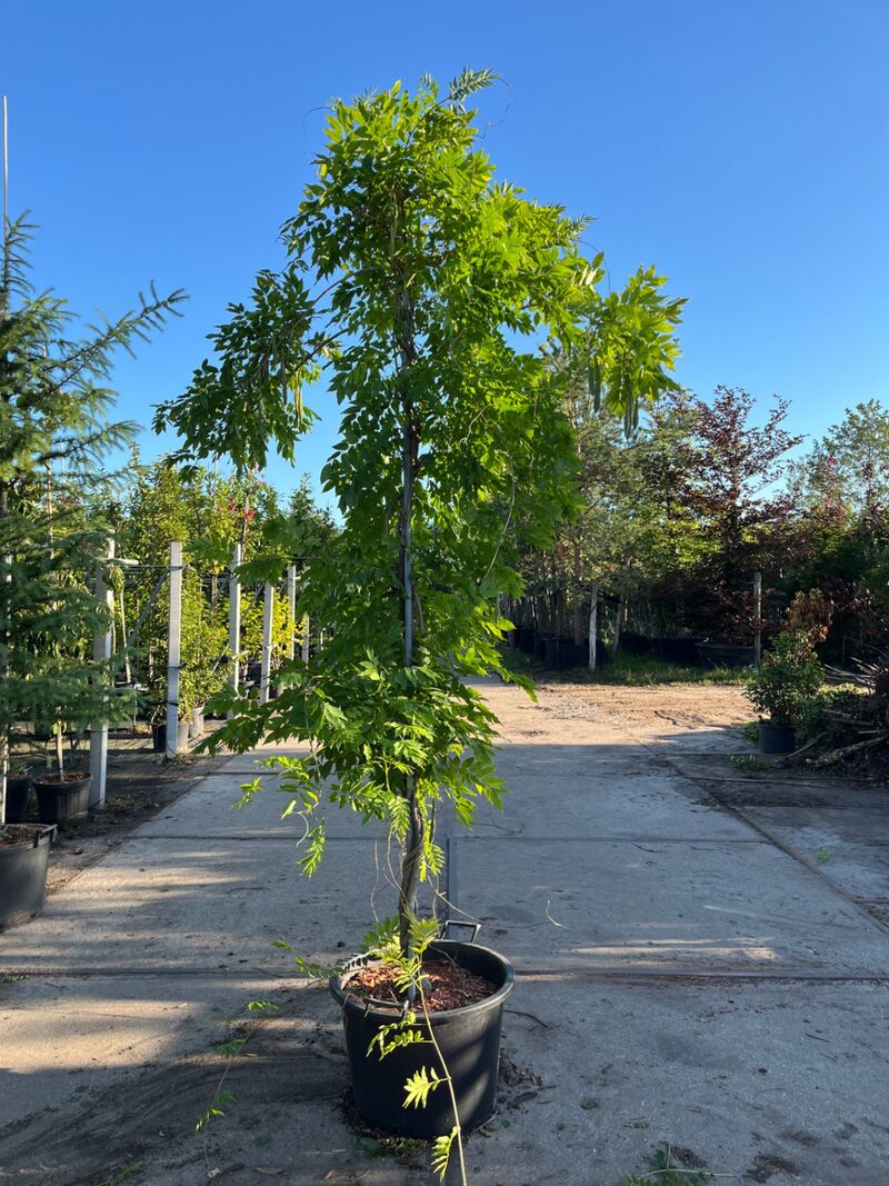 4x Blauweregen, Wisteria 'Prolific', klimplant, blauwe bloei, ca. 2.5-3 m hoog – foto 3 – kavel bij Onlineveilingmeester, Ederveen