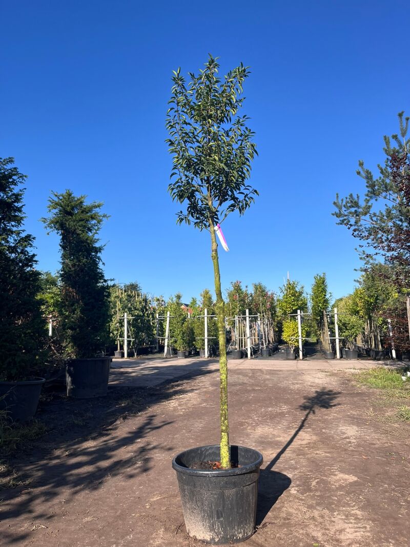 5x Portugese laurier, Prunus 'Angustifolia', leigeschikt, wintergroen, ca. 3 m hoog – foto 5 – kavel bij Onlineveilingmeester, Ederveen