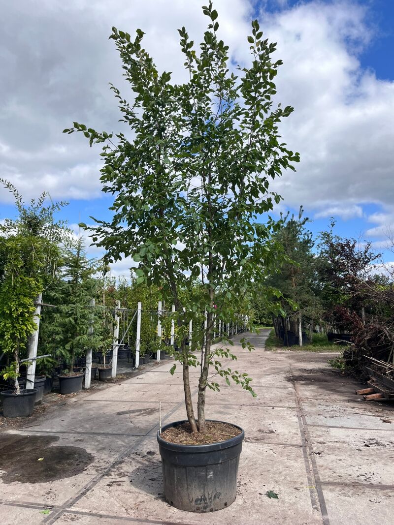 2x Europese hopbeuk, Ostrya Carpinifolia, meerstammig, ca. 3.5-4 m hoog – foto 2 – kavel bij Onlineveilingmeester, Ederveen