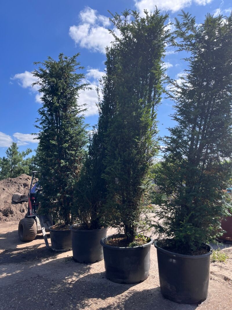 4x Venijnboom, Taxus Baccata, haagplant, wintergroen, ca. 400-450 cm hoog – foto 3 – kavel bij Onlineveilingmeester, Ederveen