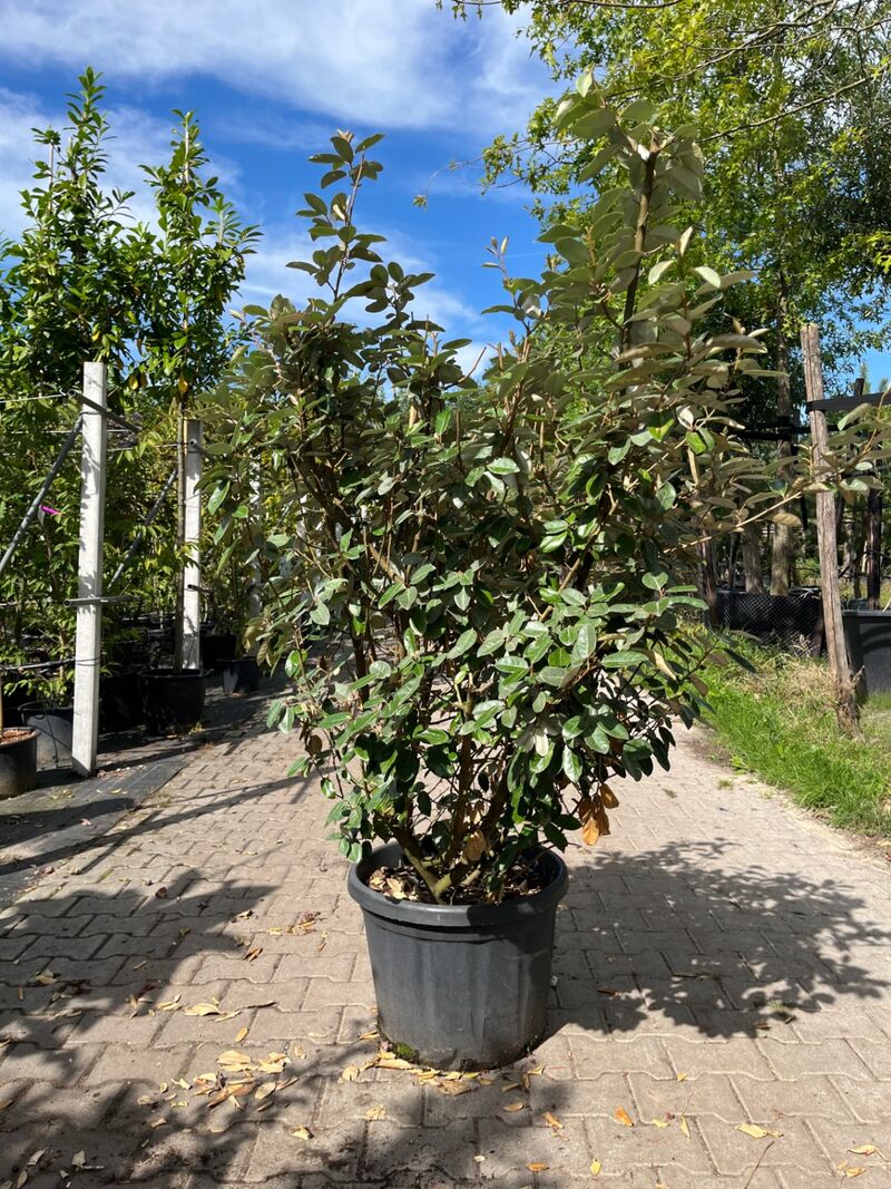 4x Olijfwilg, Elaeagnus Ebbingei, haagplant, wintergroen, ca. 125-175 cm hoog – foto 3 – kavel bij Onlineveilingmeester, Ederveen