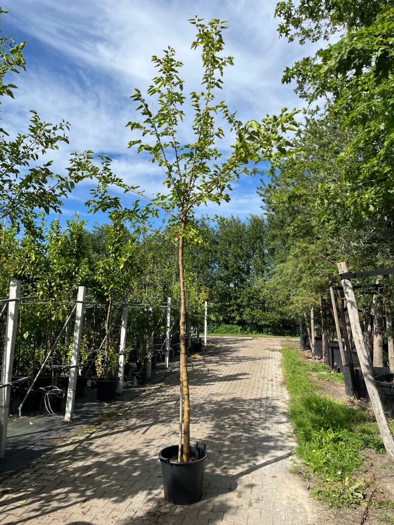 4x Witte moerbei, Morus 'Fruitless', hoogstam, ca. 3-3.5 m hoog – foto 3 – kavel bij Onlineveilingmeester, Ederveen