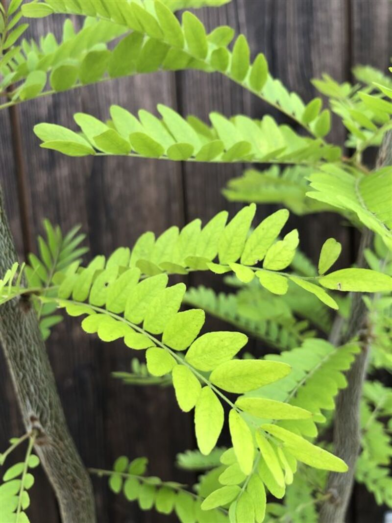 2x Valse Christusdoorn, Gleditsia Triacanthos Inermis, meerstammig, ca. 225-275 cm hoog – foto 3 – kavel bij Onlineveilingmeester, Ederveen