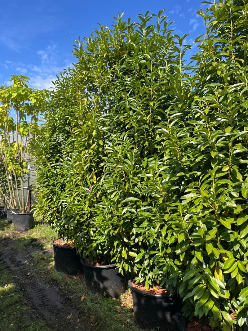 3x Laurierkers, Prunus 'Genolia', haagplant, wintergroen, ca. 300 cm hoog – foto 2 – kavel bij Onlineveilingmeester, Ederveen