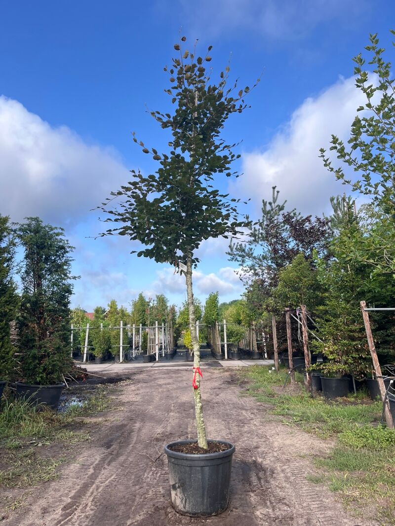 4x Rode beuk, Fagus 'Atropunicea', hoogstam, roodbladig, ca. 5 m hoog – foto 4 – kavel bij Onlineveilingmeester, Ederveen