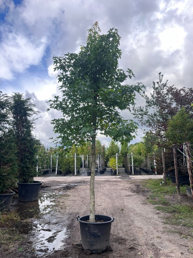 Ca. 10x Amberboom, Liquidambar Styraciflua, laanboom, Herfstverkleuring, ca. 5 m hoog – foto 10 – kavel bij Onlineveilingmeester, Ederveen