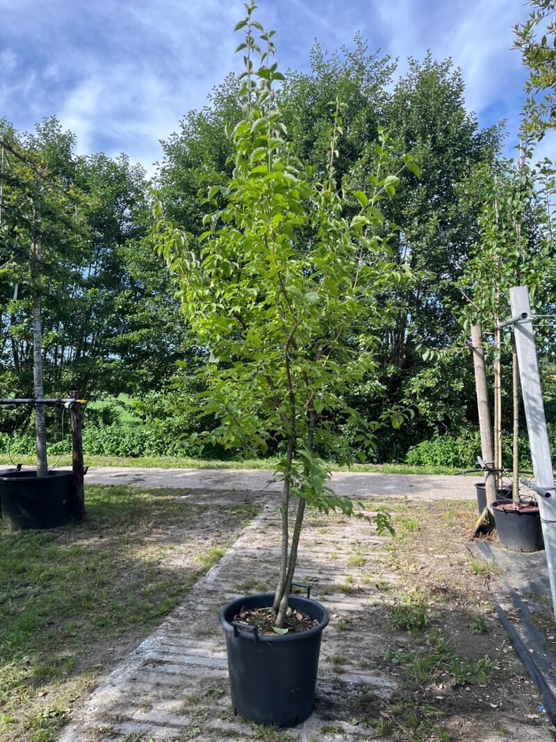 Ca. 25x Gemengde landschapshaag, Cornus Mas E.a., sierplantsoen, bloei/herfstverkleuring, ca. 75-200 cm hoog – kavel bij Onlineveilingmeester, Ederveen